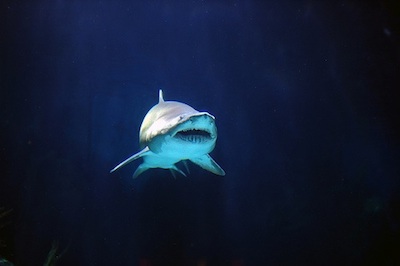 image of shark